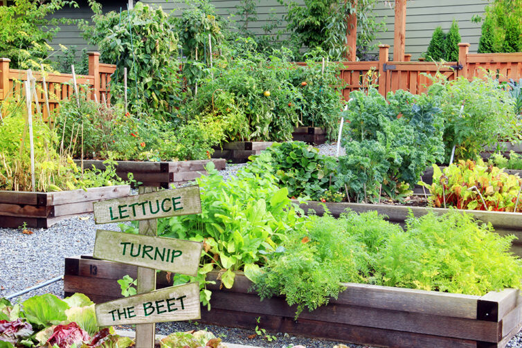 Vegetable garden. Allotment