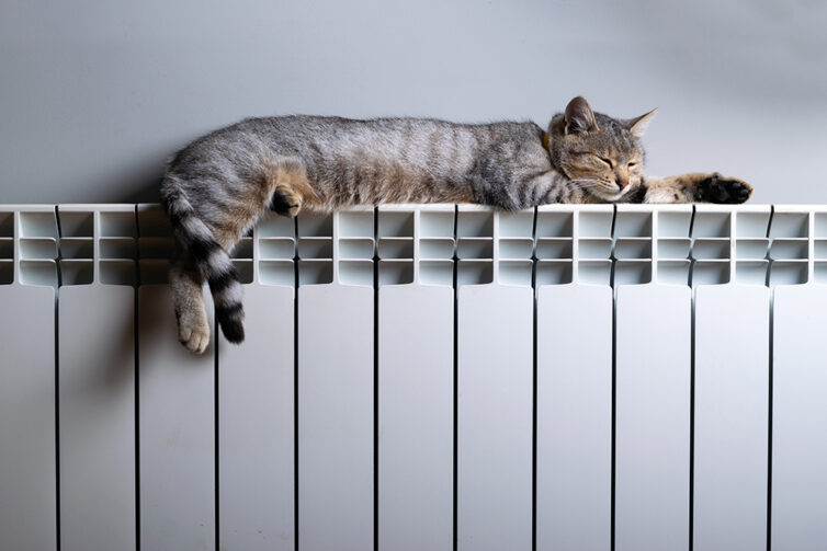 Tabby cat laying on radiator