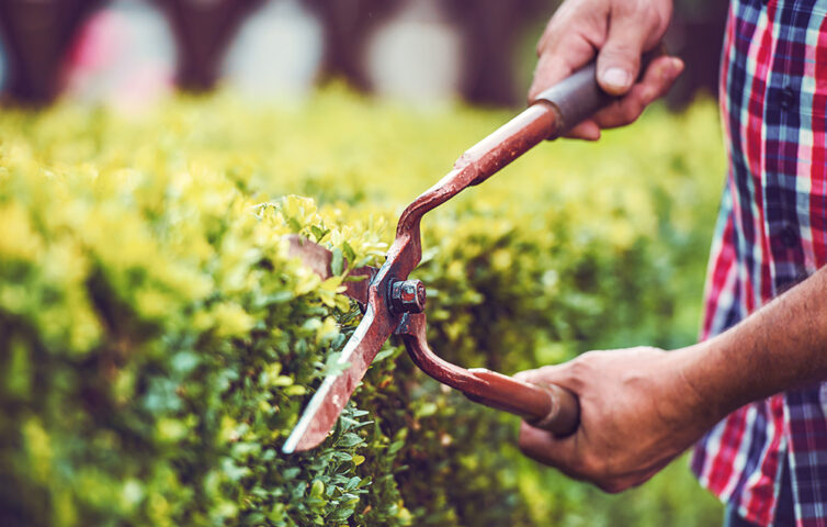 Gardening. Man trimming hedge in the garden with pruning tools