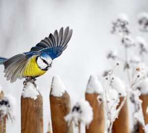 Blue Tit landing on a snow-covered wooden garden fence