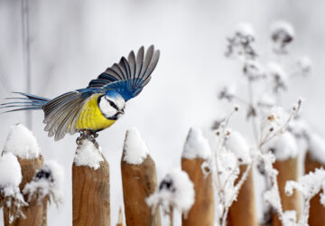 Blue Tit landing on a snow-covered wooden garden fence