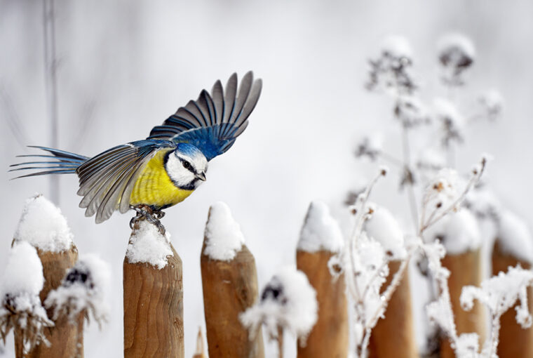 Blue Tit landing on a snow-covered wooden garden fence