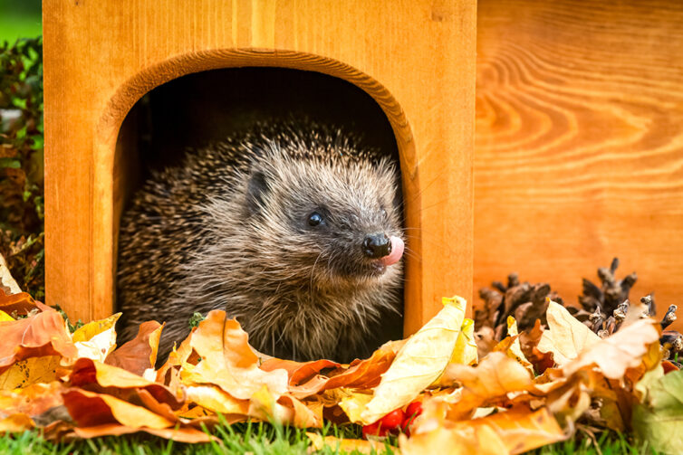 Hedgehog shelter