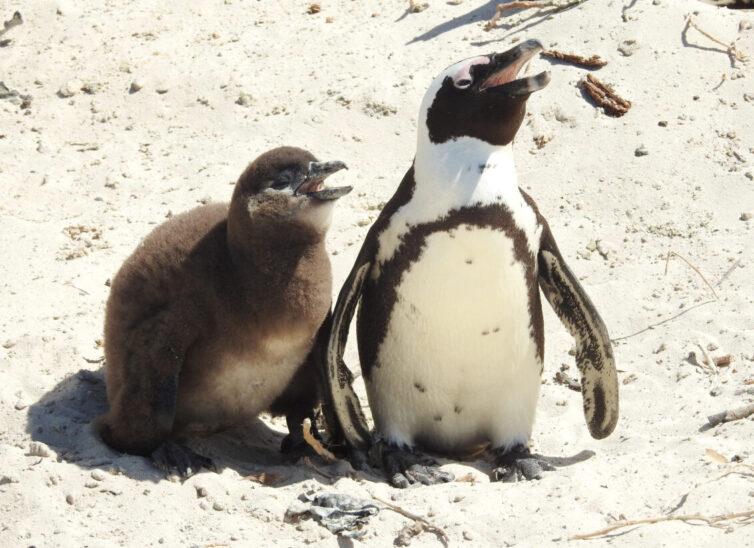 African Penguins (Spheniscus demersus) at Boulders Beach - Photo By Andrew Tisley (https://andrewtilsley.wixsite.com/artwork)