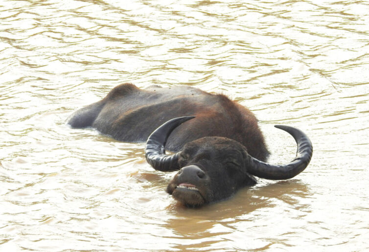 Wild Water Buffalo (Bubalis arnee) at Yala National Park - Photo By Andrew Tisley (https://andrewtilsley.wixsite.com/artwork/photography)