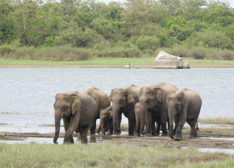 Asian Elephants (Elephas maximus) at Minneriya - Photo By Andrew Tisley (https://andrewtilsley.wixsite.com/artwork)