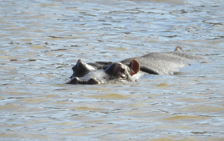 Hippopotamus (Hippopotamus amphibius) at Rondevlei Nature Reserve - Photo By Andrew Tisley (https://andrewtilsley.wixsite.com/artwork)