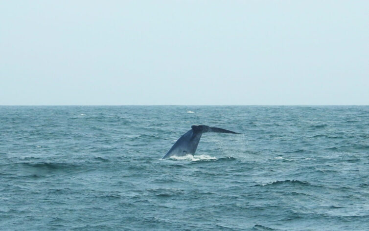 Blue Whale (Balaenoptera musculus) off Mirissa - Photo By Andrew Tisley (https://andrewtilsley.wixsite.com/artwork)