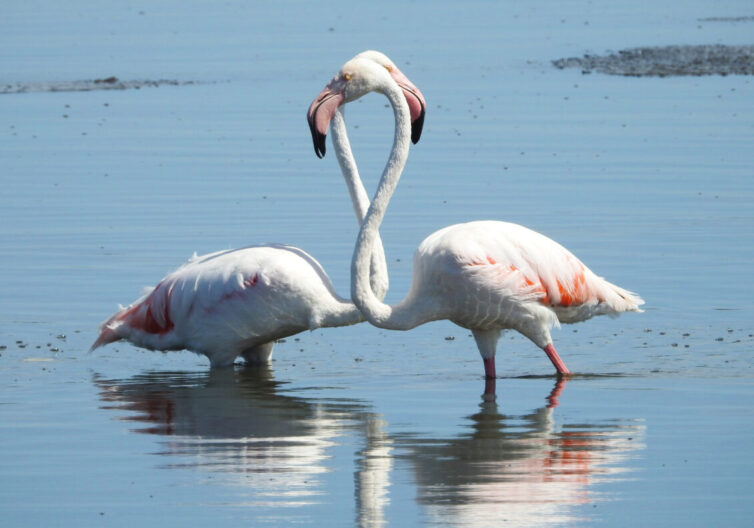 Greater Flamingos (Phoenicopterus roseus) at Strandfontein - - Photo By Andrew Tisley (https://andrewtilsley.wixsite.com/artwork)