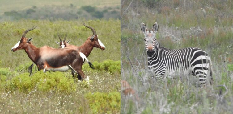 Bontebok (Damaliscus pygargus) & Cape Mountain Zebra (Equus zebra zebra) at the Cape of Good Hope - Photo By Andrew Tisley (https://andrewtilsley.wixsite.com/artwork)