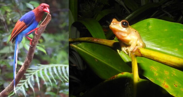 Sri Lanka Magpie (Urocissa ornata) and Labungama Shrub Frog (Pseudophilautus abundus) in the rainforest at Sinharaja - - Photo By Andrew Tisley (https://andrewtilsley.wixsite.com/artwork)