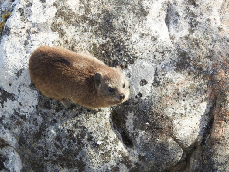 Rock Hyrax or ‘Dassie’ (Procavia capensis) at Table Mountain - Photo By Andrew Tisley (https://andrewtilsley.wixsite.com/artwork)