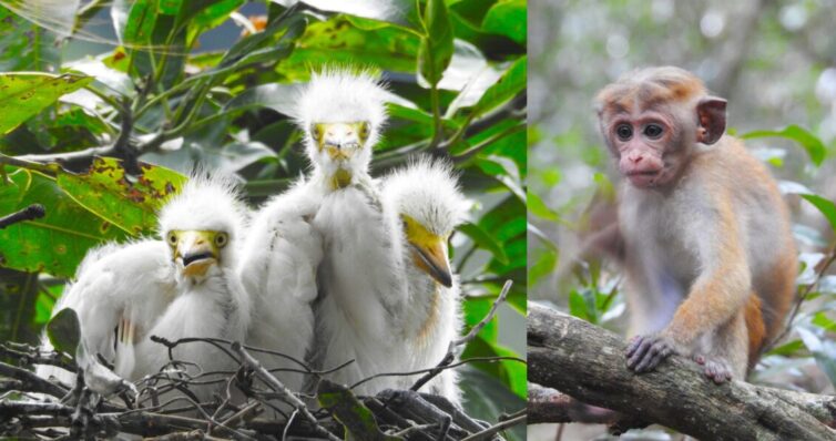 Intermediate Egret chicks (Ardea intermedia) at Lake Bogambara and Toque Macaque (Macaca sinica) at Udawatta Kele, Kandy - Photo By Andrew Tisley (https://andrewtilsley.wixsite.com/artwork)