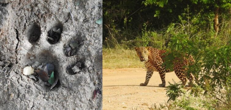 Leopard (Panthera pardus) at Yala National Park - Photo By Andrew Tisley (https://andrewtilsley.wixsite.com/artwork/photography)