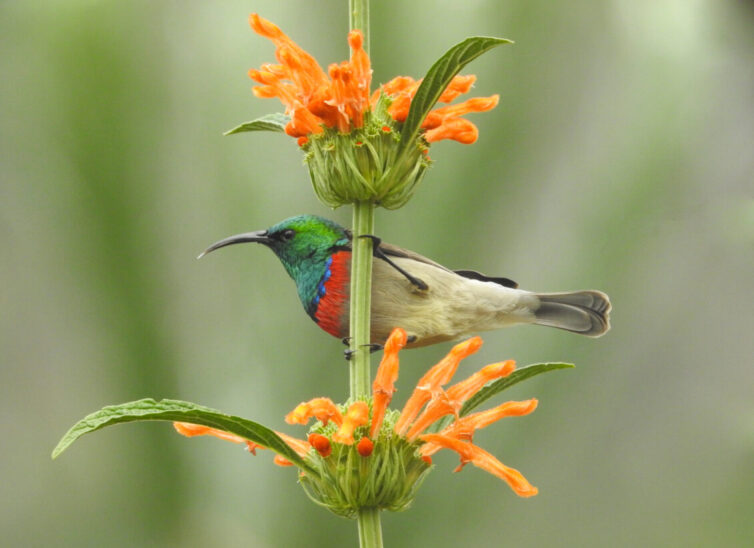 Southern Double-collared Sunbird (Cinnyris chalybeus) at Kirstenbosch - Photo By Andrew Tisley (https://andrewtilsley.wixsite.com/artwork)