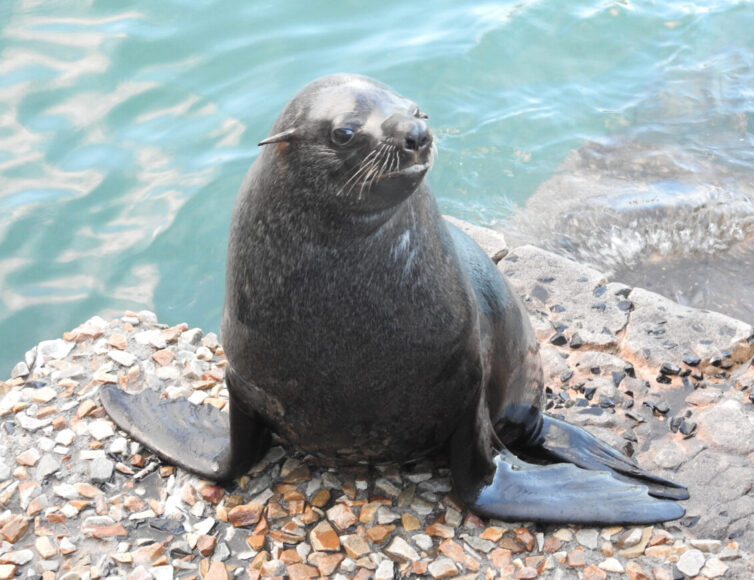 Cape Fur Seal (Arctocephalus pusillus) at Kalk Bay - Photo By Andrew Tisley (https://andrewtilsley.wixsite.com/artwork)