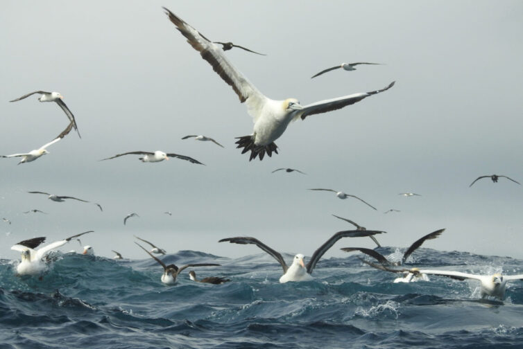 Cape Gannets (Morus capensis), Black-browed Albatrosses (Thalassarche melanophris) and Great Shearwaters (Ardenna gravis) off Cape Town - Photo By Andrew Tisley (https://andrewtilsley.wixsite.com/artwork)