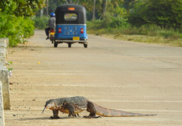 Traffic stopped by giant lizard - Water Monitor (Varanus salvator) in Tissa, Sri Lanka - Photo By Andrew Tisley (https://andrewtilsley.wixsite.com/artwork/photography)