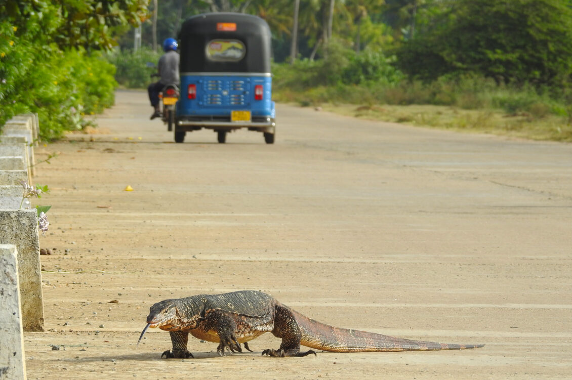 Traffic stopped by giant lizard - Water Monitor (Varanus salvator) in Tissa, Sri Lanka - Photo By Andrew Tisley (https://andrewtilsley.wixsite.com/artwork/photography)