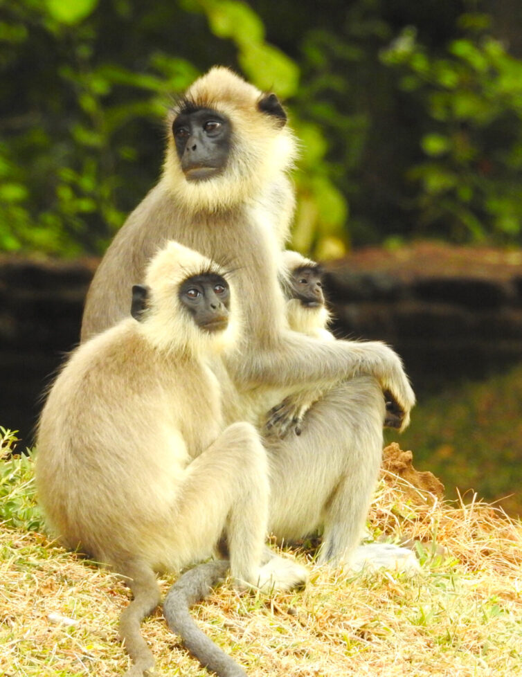 Tufted Grey Langurs (Semnopithecus priam) frolic amongst the ruins of Sigiriya - Photo By Andrew Tisley (https://andrewtilsley.wixsite.com/artwork/photography)