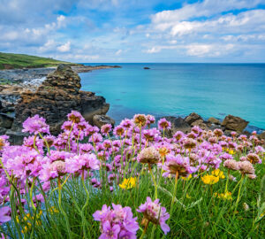 Pink sea thrift flowers on the sea coast Cornwall