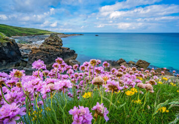 Pink sea thrift flowers on the sea coast Cornwall