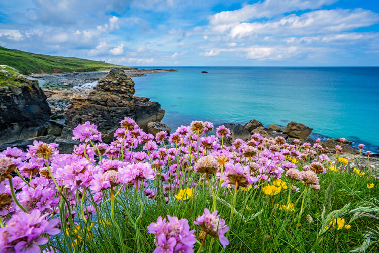 Pink sea thrift flowers on the sea coast Cornwall