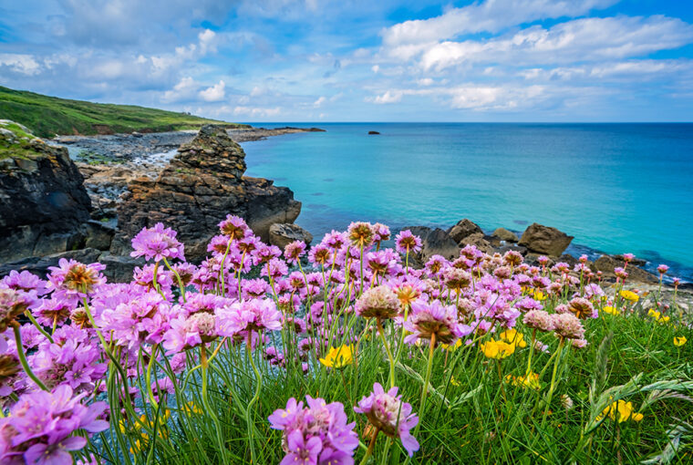 Pink sea thrift flowers on the sea coast Cornwall