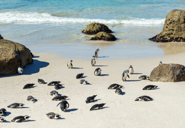 Rock boulders and African or Jackass Penguins (Spheniscus Demersus) on the famous Boulder Beach Cape town, South Africa. - Image by SL-photography via Adobe Stock