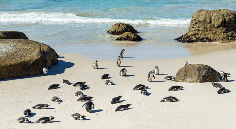 Rock boulders and African or Jackass Penguins (Spheniscus Demersus) on the famous Boulder Beach Cape town, South Africa. - Image by SL-photography via Adobe Stock