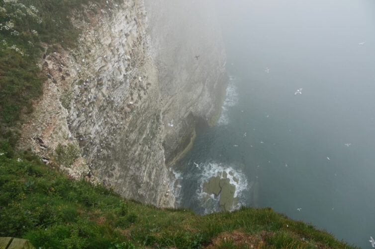 Bempton Cliffs East Yorkshire - Image By Andrew Tilsley Photo By Andrew Tisley (https://andrewtilsley.wixsite.com/artwork/photography)