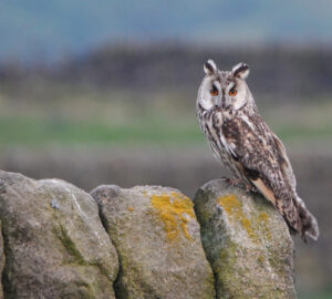 Long-eared Owl (Asio otus) - Image By Andrew Tilsley Photo By Andrew Tisley (https://andrewtilsley.wixsite.com/artwork/photography)