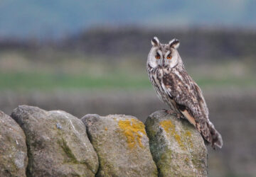 Long-eared Owl (Asio otus) - Image By Andrew Tilsley Photo By Andrew Tisley (https://andrewtilsley.wixsite.com/artwork/photography)