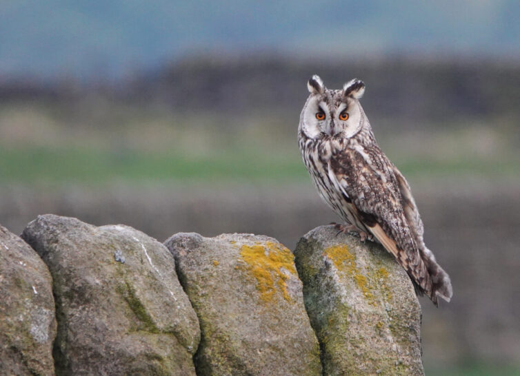 Long-eared Owl (Asio otus) - Image By Andrew Tilsley Photo By Andrew Tisley (https://andrewtilsley.wixsite.com/artwork/photography)