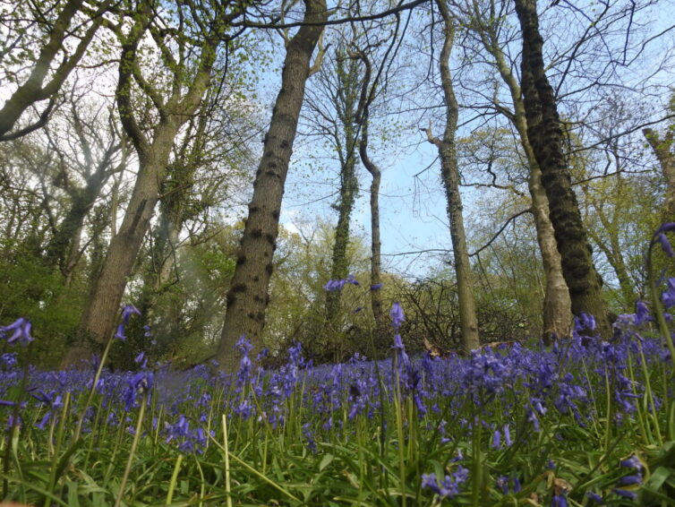 Bluebell (Hyacinthoides nonscriptus) - Image By Andrew Tilsley Photo By Andrew Tisley (https://andrewtilsley.wixsite.com/artwork/photography)