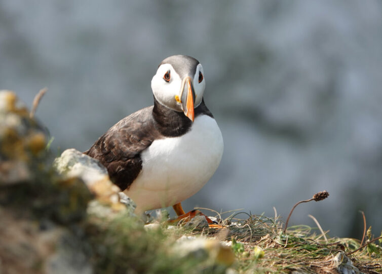 Puffin (Fratercula arctica) at Bempton Cliffs Image By Andrew Tilsley Photo By Andrew Tisley (https://andrewtilsley.wixsite.com/artwork/photography)