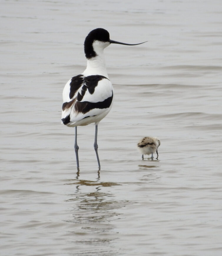 Avocet (Recurvirostra avosetta) at Leighton Moss. Image By Andrew Tilsley Photo By Andrew Tisley (https://andrewtilsley.wixsite.com/artwork/photography)