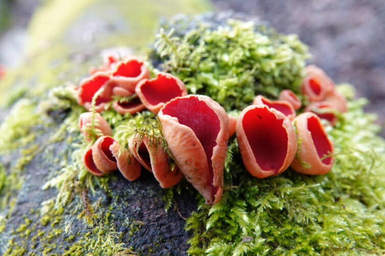 Scarlet Elfcup (Sarcoscypha coccinea) adds colour to the undergrowth at Leighton Moss. Image By Andrew Tilsley Photo By Andrew Tisley (https://andrewtilsley.wixsite.com/artwork/photography)