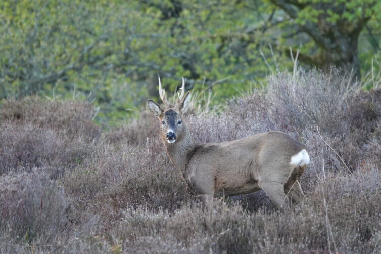 Roe Deer (Capreolus capreolus) are easy to see at Brockholes. Image By Andrew Tilsley Photo By Andrew Tisley (https://andrewtilsley.wixsite.com/artwork/photography)