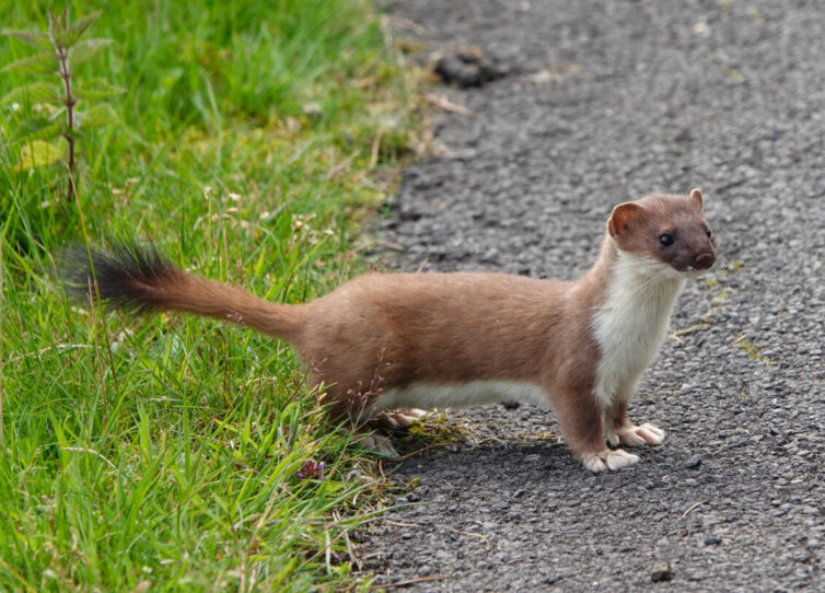 With patience, Stoat (Mustela erminea) can be seen at St Aidan’s. Image By Andrew Tilsley Photo By Andrew Tisley (https://andrewtilsley.wixsite.com/artwork/photography)