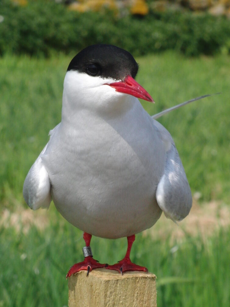 Not to be messed with! Arctic Tern (Sterna paradisaea) on the Farne Islands. Image By Andrew Tilsley Photo By Andrew Tisley (https://andrewtilsley.wixsite.com/artwork/photography)