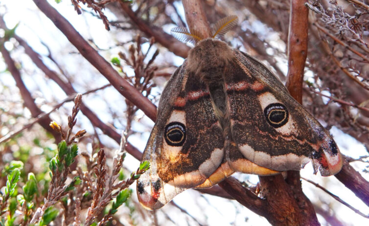 The spectacular Emperor Moth (Saturnia pavonia) inhabits moorland sites in the Peak District. Image By Andrew Tilsley Photo By Andrew Tisley (https://andrewtilsley.wixsite.com/artwork/photography)