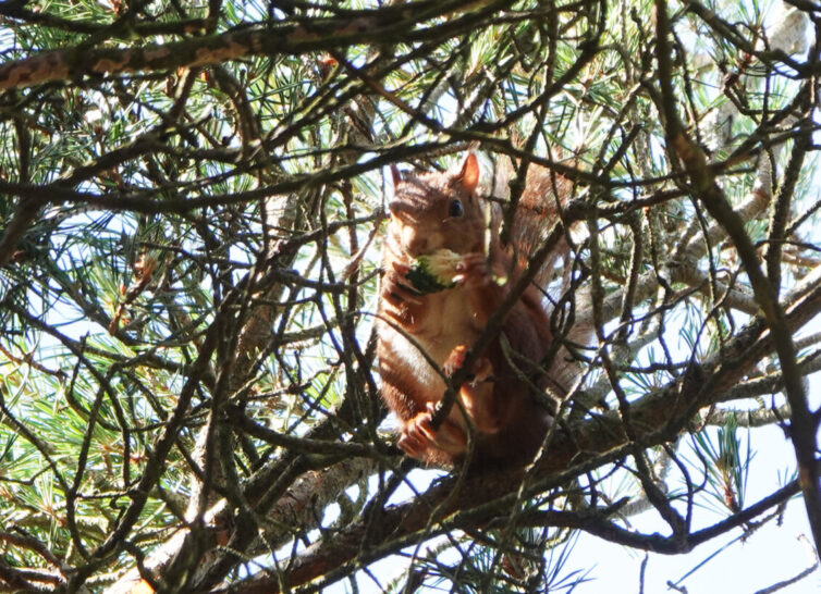 Red Squirrel (Sciurus vulgaris) at Formby. Image By Andrew Tilsley Photo By Andrew Tisley (https://andrewtilsley.wixsite.com/artwork/photography)