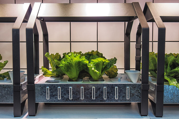 Green plants growing in the hydroponics system.