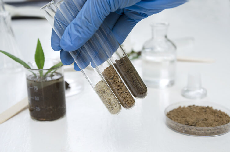 Hand wearing plastic blue gloves. Holding three test tubes with soil samples.