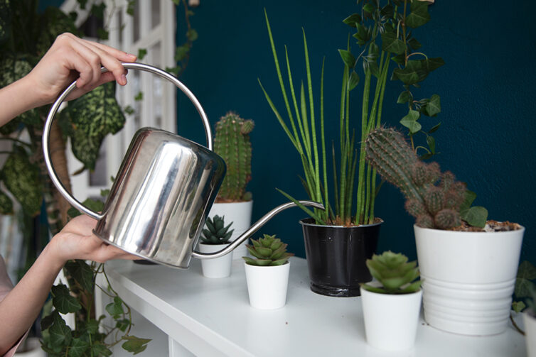 Watering succulents with metal watering can