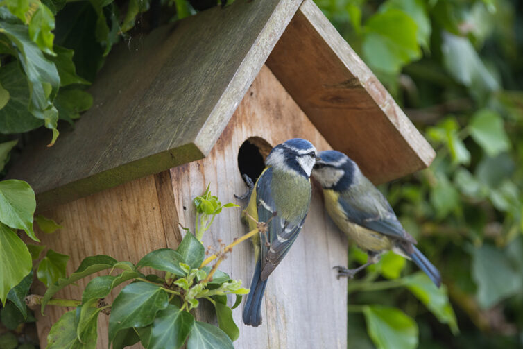 Bird box with a pair of blue tits