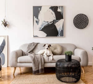 Living room with plants and a black and white dog sitting on a cosy grey sofa