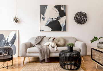 Living room with plants and a black and white dog sitting on a cosy grey sofa