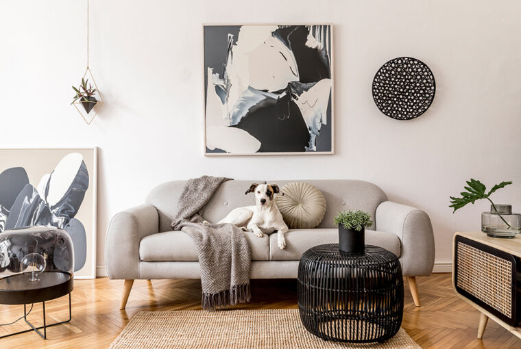 Living room with plants and a black and white dog sitting on a cosy grey sofa